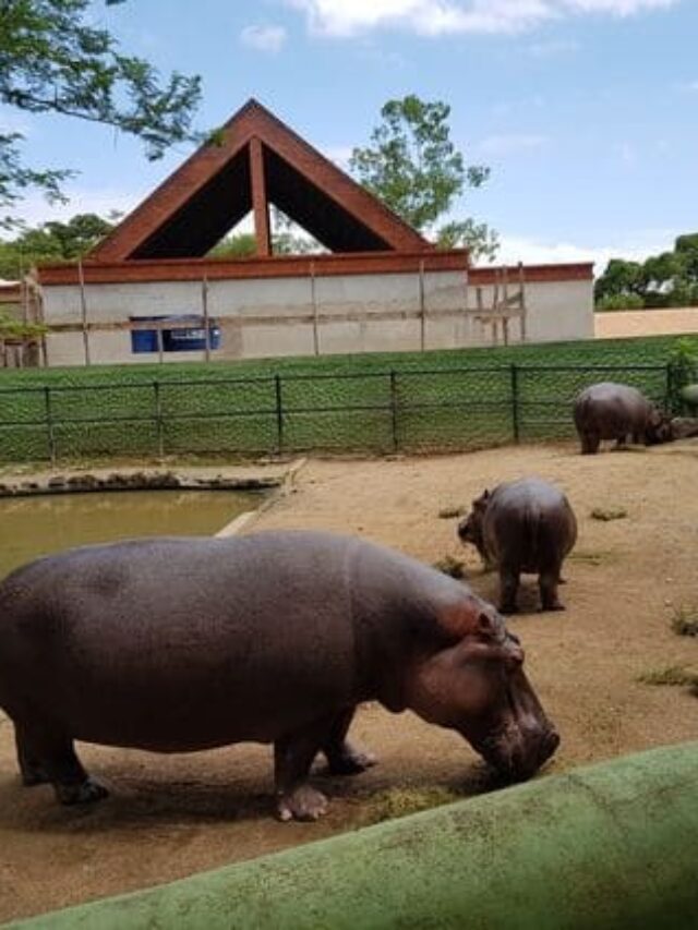 O Zoológico de Pomerode é um parque zoológico localizado na cidade de Pomerode